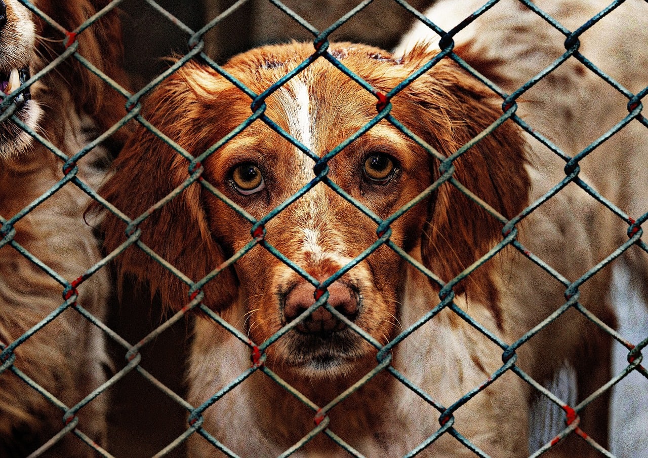 sad dog in shelter
