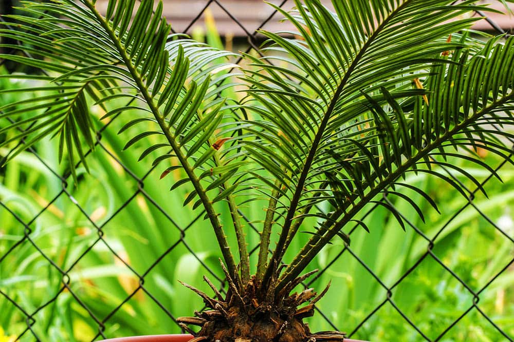 sago palm
