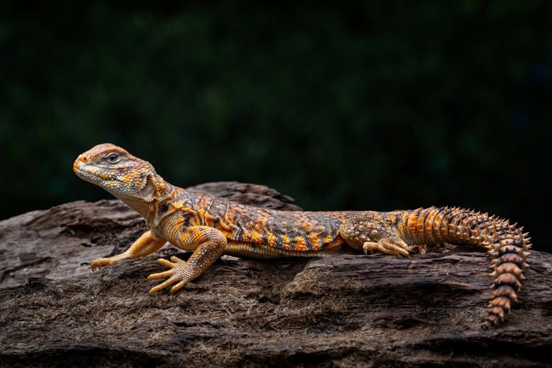 saharan uromastyx lizard