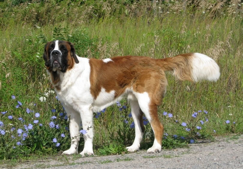 saint bernard_ Bernell MacDonald_Pixabay