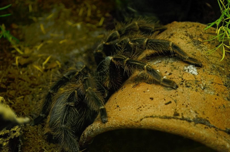 salmon birdeater tarantula_Heldor_Shutterstock