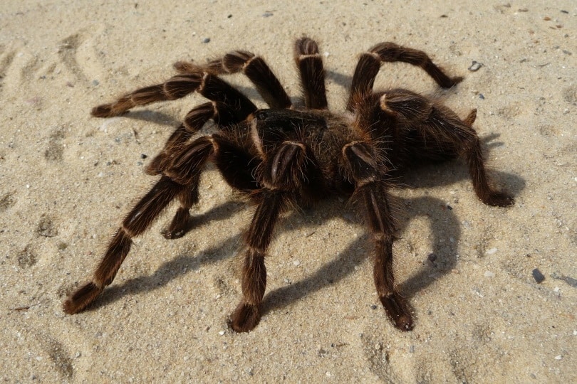 salmon pink tarantula in sand_WikiImages_Pixabay