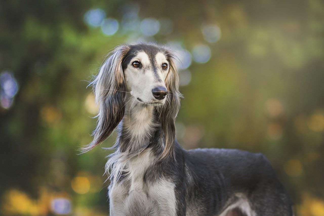 saluki dog face