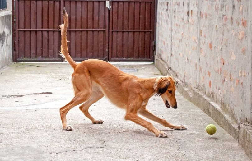 saluki dog playing with ball