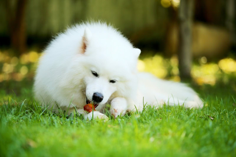 samoyed chewing dental treat on grass