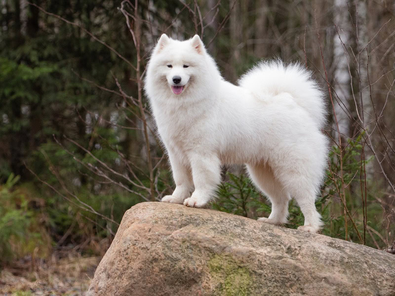 samoyed dog standing on large rock