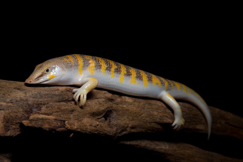 sandfish n black background