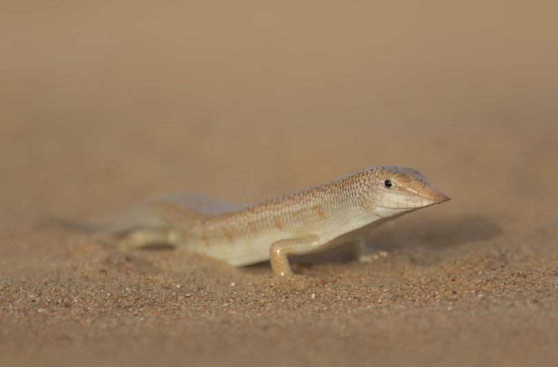 sandfish
