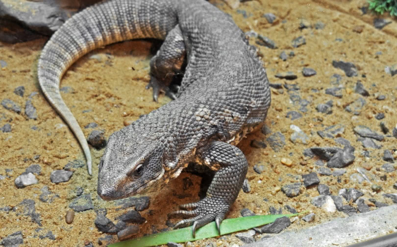 savannah monitor on stone with sand
