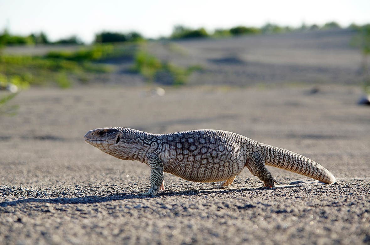 savannah monitor
