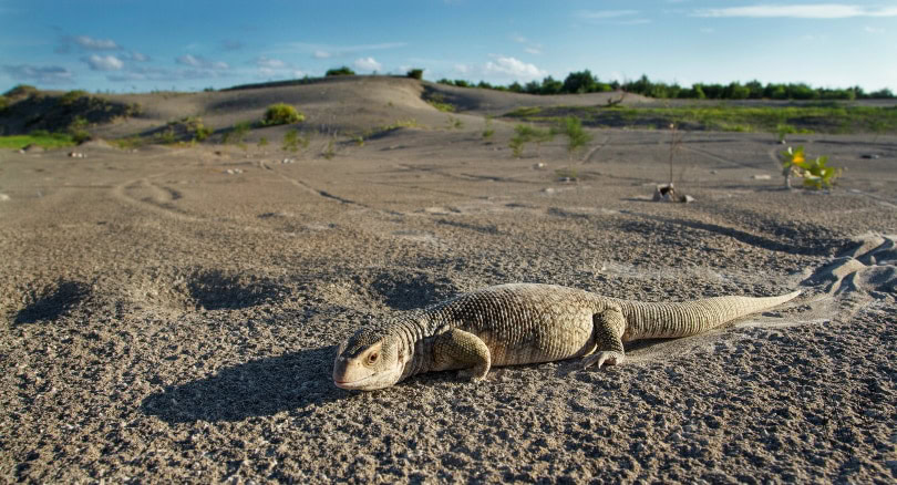 savannah monitor