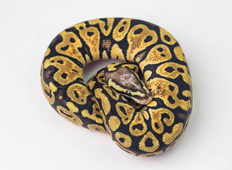 scaleless head ball python on white background