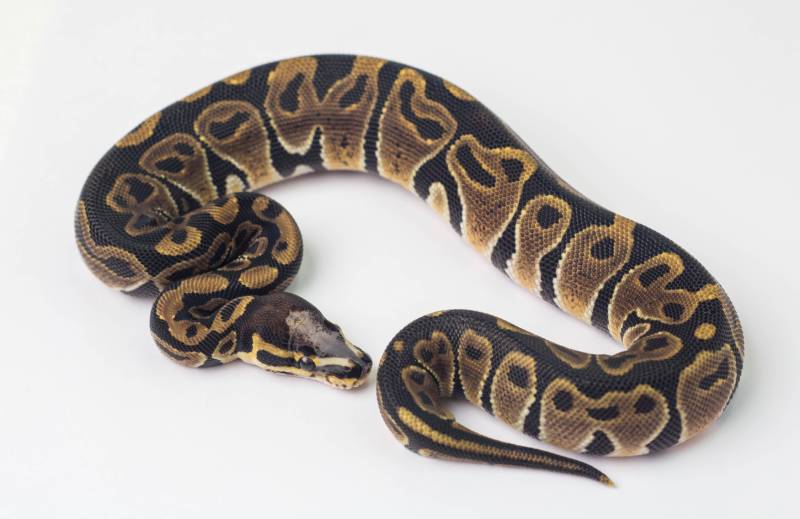 scaleless head ball python on white background