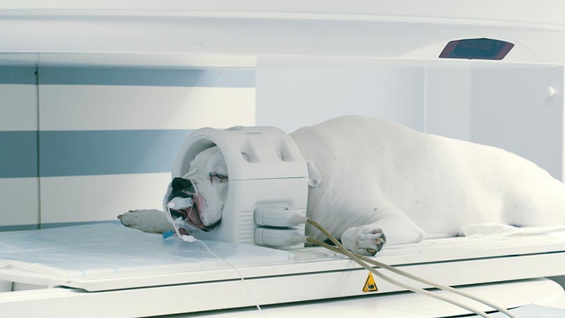 scanning dog head in magnetic resonance imaging (mri) machine