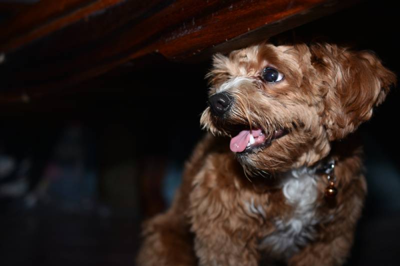 scared brown puppy hide under the table