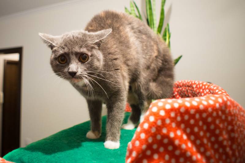 scared cat standing on a green cloth