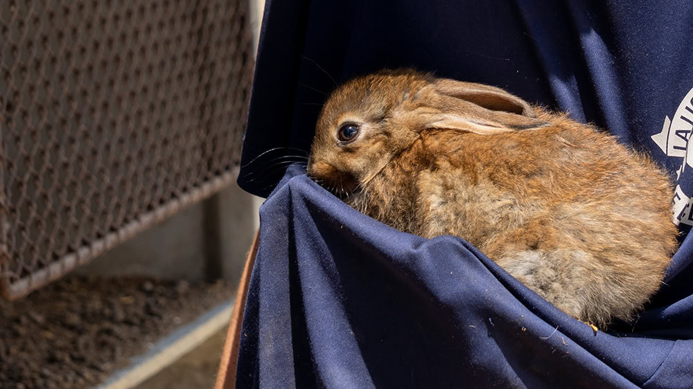 scared rabbit in the shelter
