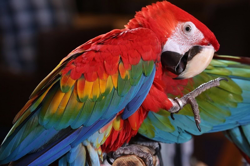 scarlet macaw