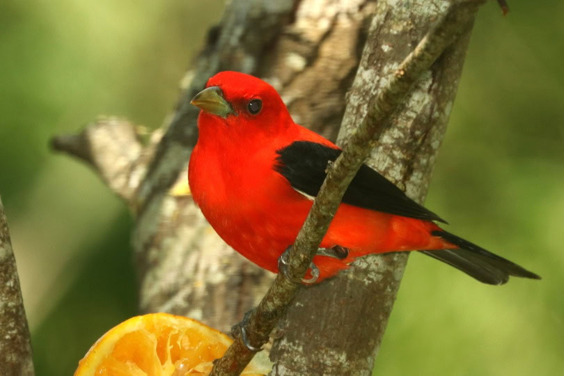 scarlet tanager on a tree branch