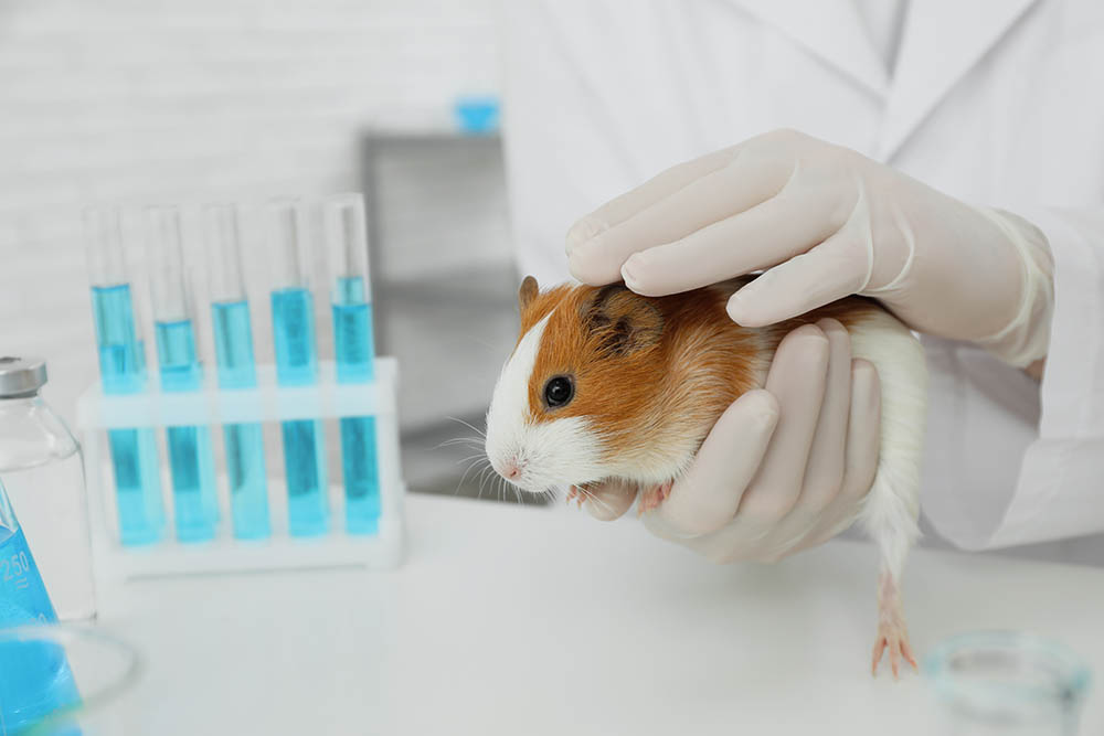 scientist holding a guinea pig for testing