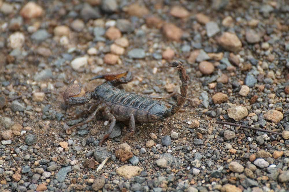 scorpion ready to attack
