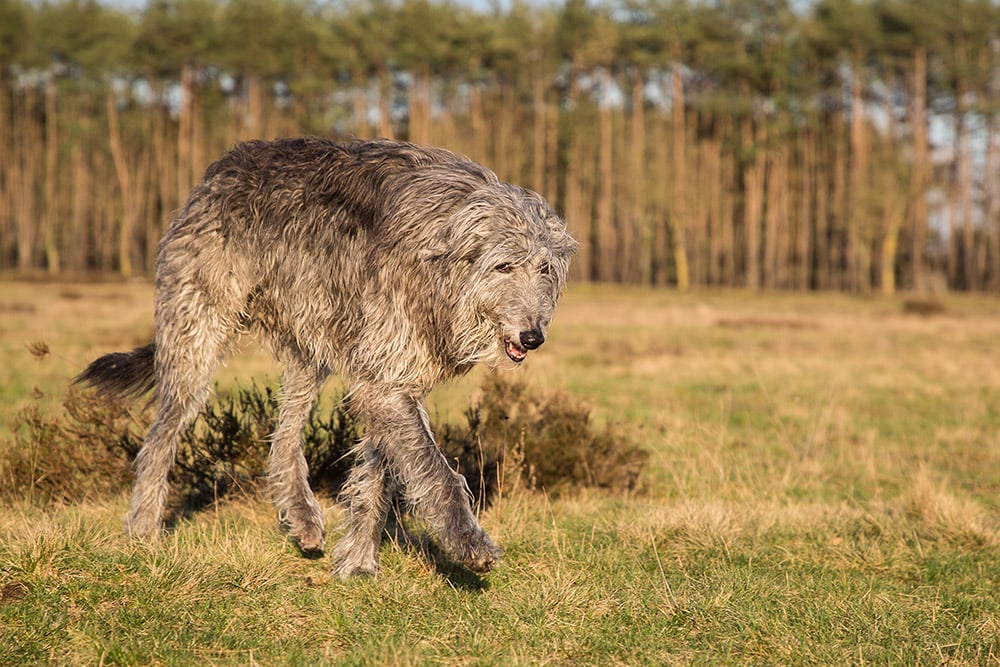 scottish deerhound dog walking