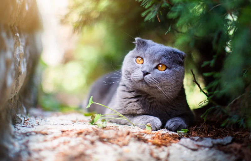 scottish fold british shorthair mixed breed cat outdoors