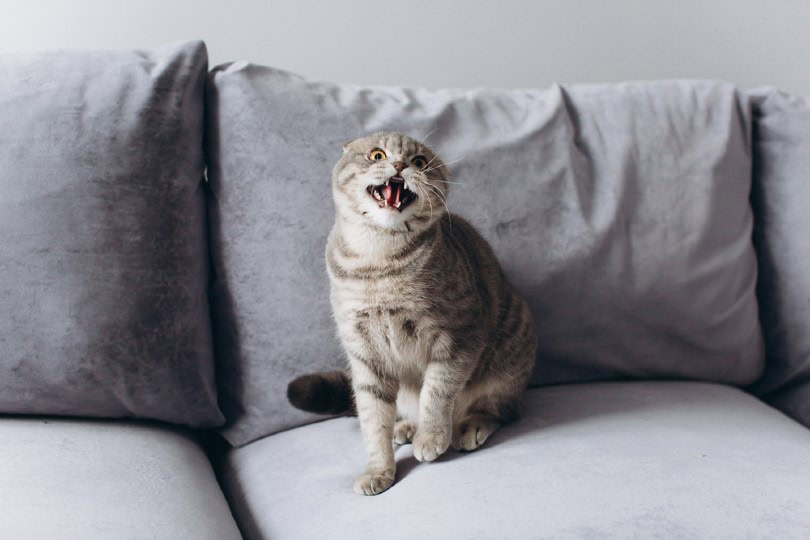 scottish fold cat is angry and aggressive
