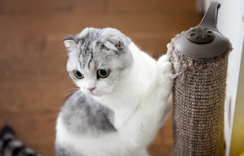 scottish fold cat using a scratching post covered with sisal fabric