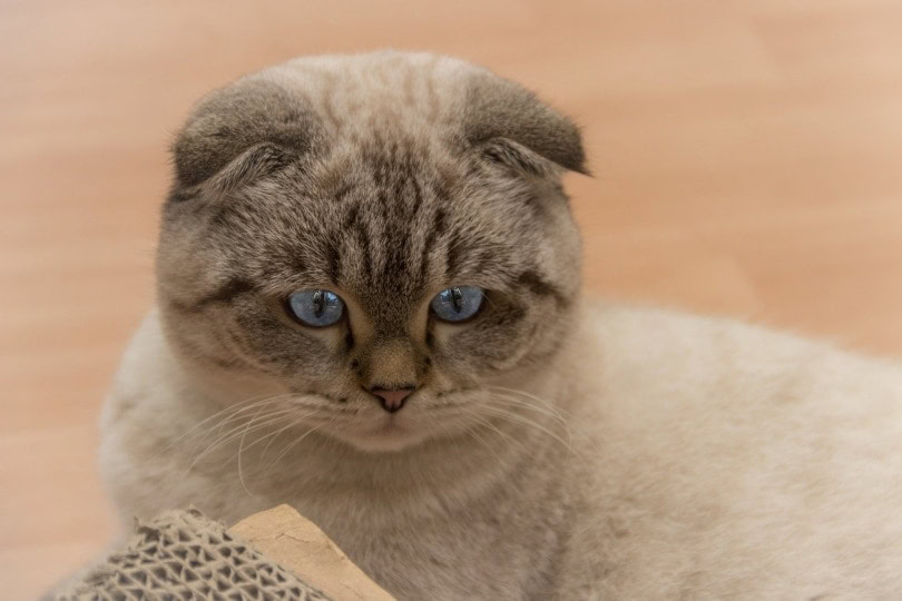 scottish fold eared cat