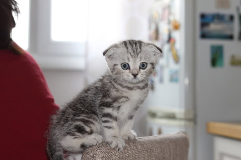 scottish fold kitten