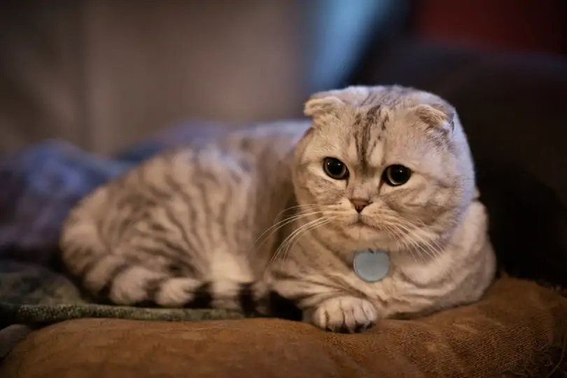 scottish fold munchkin mix cat