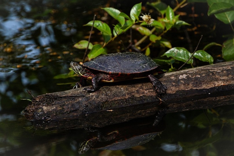 sea turtle in the dark