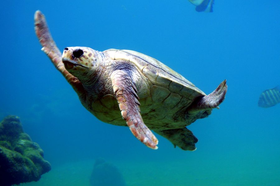 sea turtle swimming