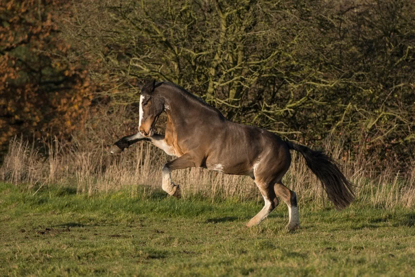 seal-brown-bay-cob-horse_mbaskphotography_shutterstock