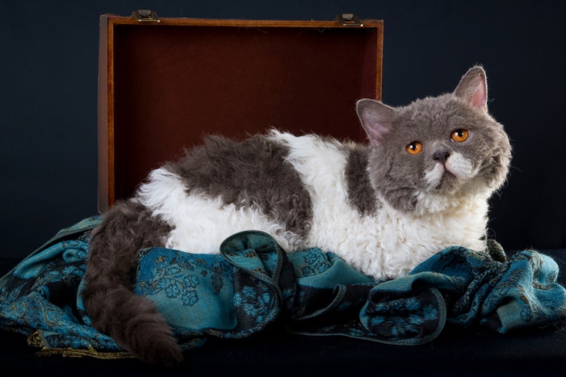 selkirk rex cat