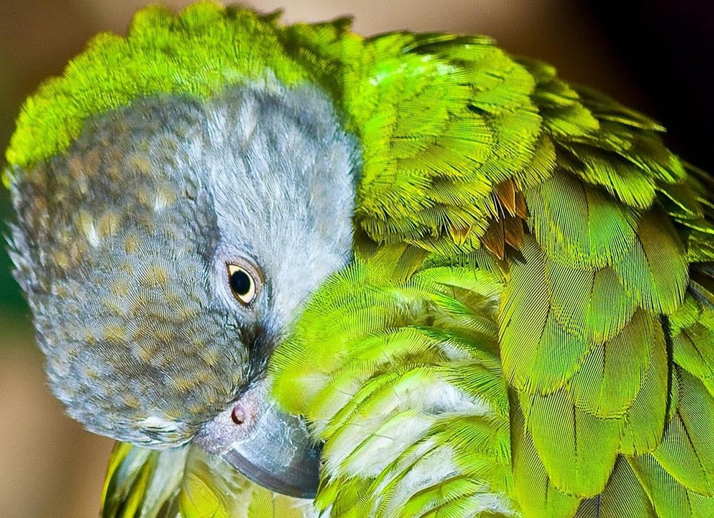 senegal parrot grooming itself