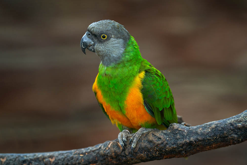 Senegal parrot