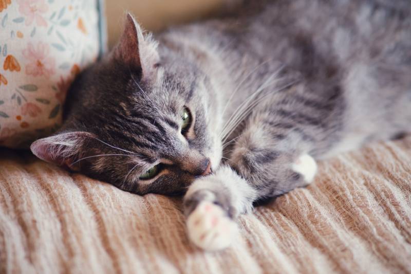 senior cat lying on a sofa with brown pillows