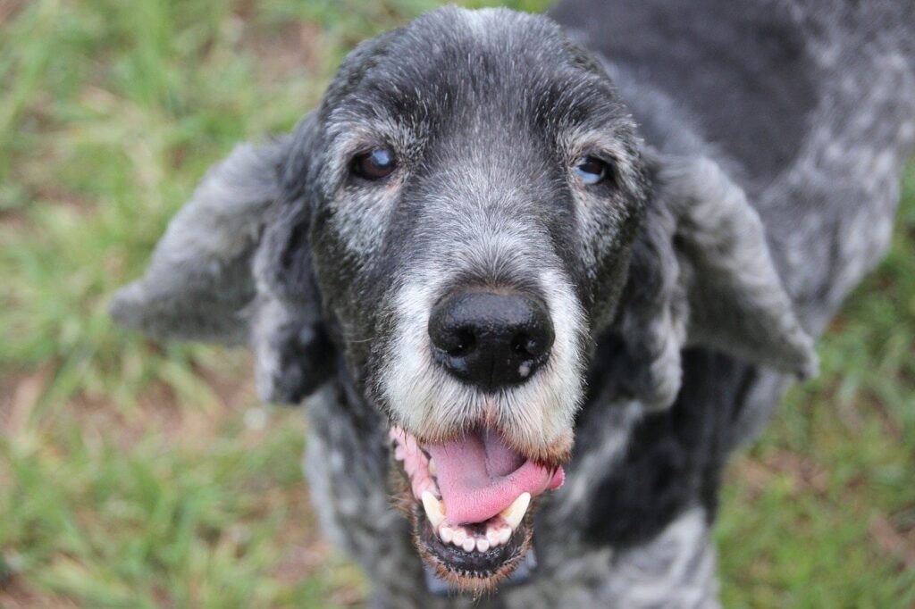 senior cocker spaniel