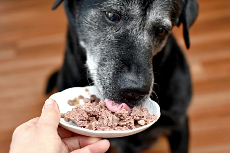 Picture of Protein for Dogs: How Much is Too Much? Facts & FAQ | The Vet Desk
