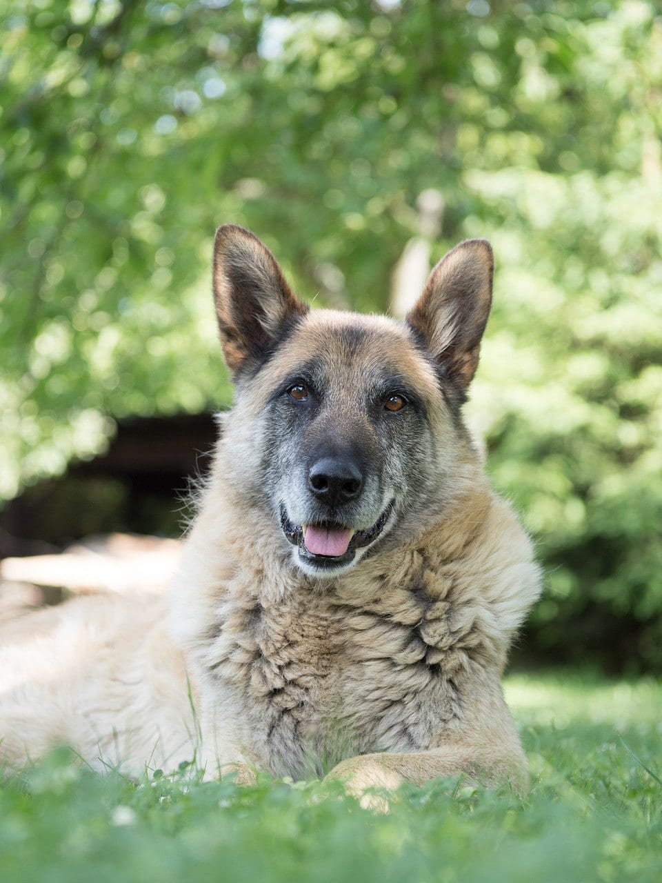 senior german shepherd