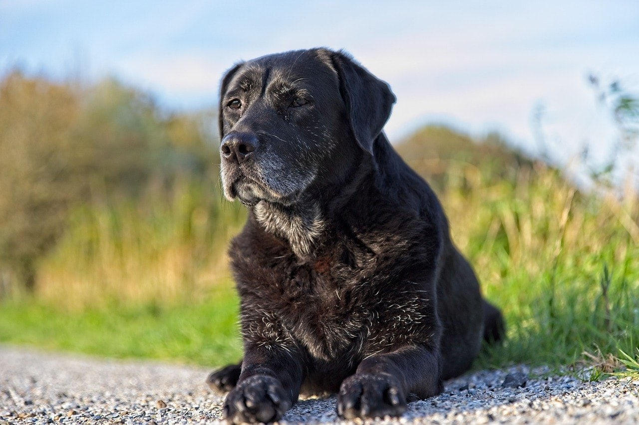 senior labrador