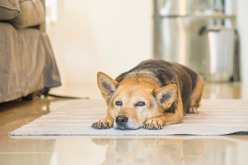 Senior mixed breed dog resting at home