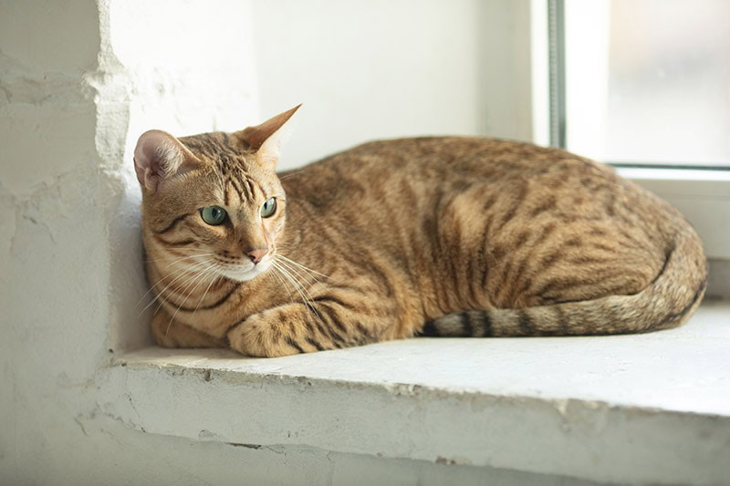 serengeti cat lying on the windowsill