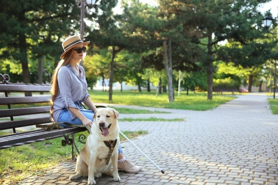 service dog helping a blind woman