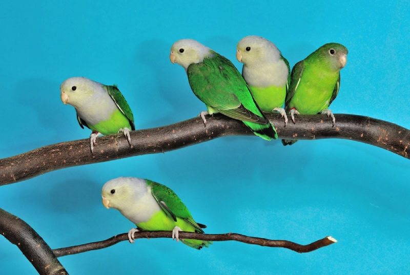 several grey headed lovebirds on a branch