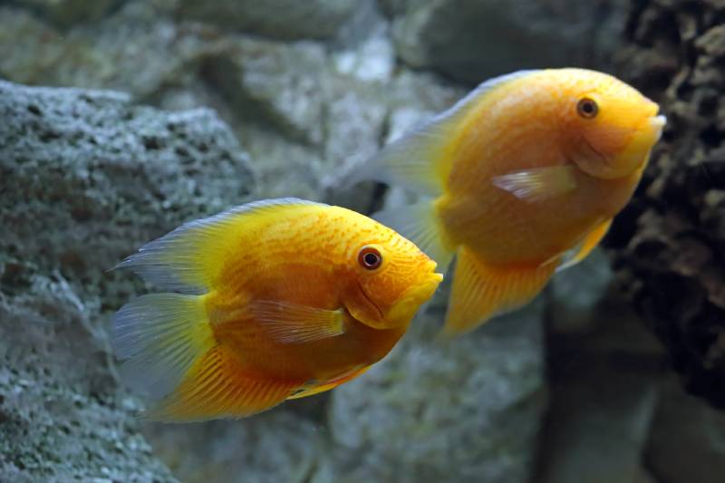 severum cichlid swims in the aquarium