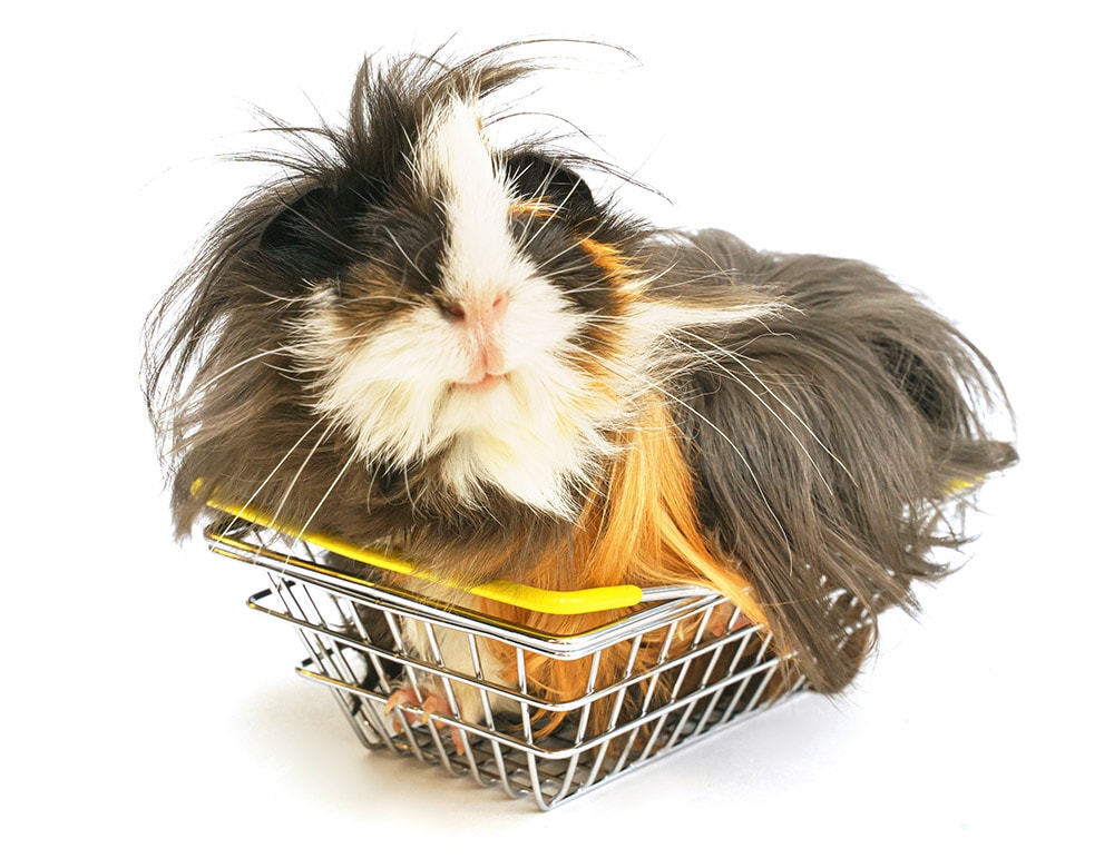 shaggy sheba guinea pig