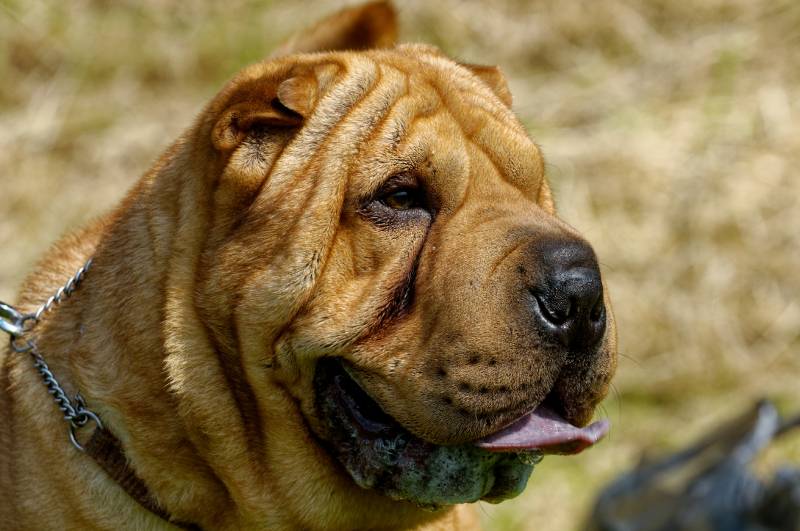 shar pei dog showing numerous folds on skin and tongue out